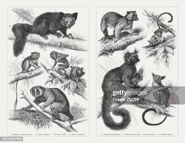 Prosimians Wood Engravings Published In 1897 High-Res Vector Graphic