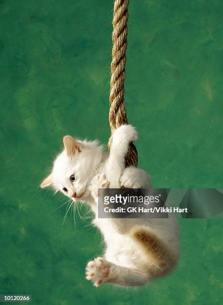white kitten on rope - hanging stock pictures, royalty-free photos & images