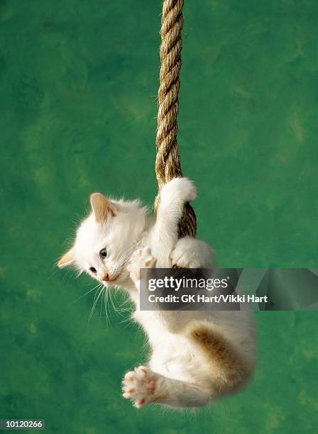 white kitten on rope - hanging bildbanksfoton och bilder