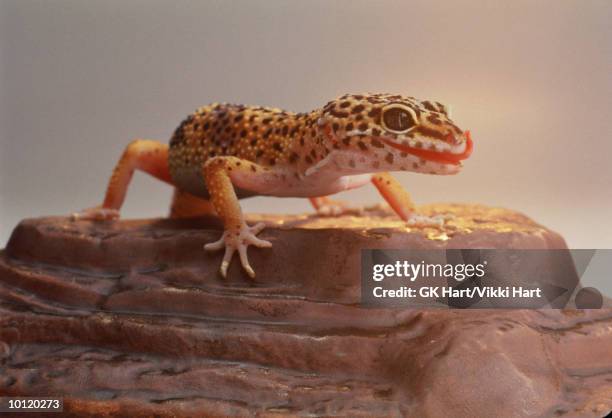 leopard gecko - leopard gecko stockfoto's en -beelden