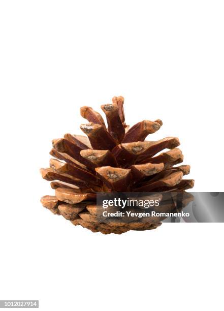 brown pine cone on white background - christmas elements stock-fotos und bilder