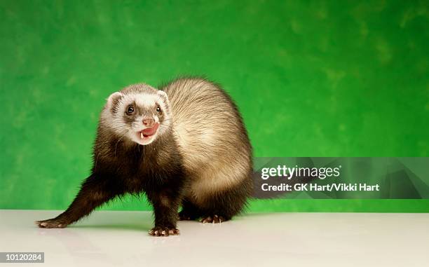 ferret - mustela putorius furo stock pictures, royalty-free photos & images
