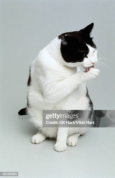 black and white cat cleaning itself - white cat licking itself stock pictures, royalty-free photos & images