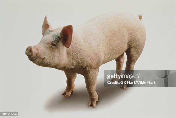 happy pig - cerdo fotografías e imágenes de stock