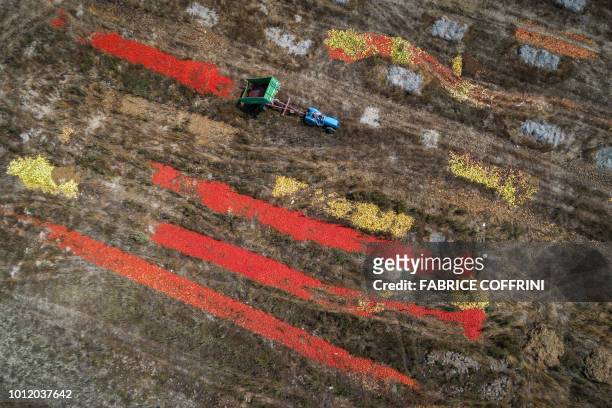 Tractor dumps his trailer of tomatoes on August 6, 2018 near Perly-Certoux, western Switzerland, as a heatwave sweeps across Europe. - Too soft or...