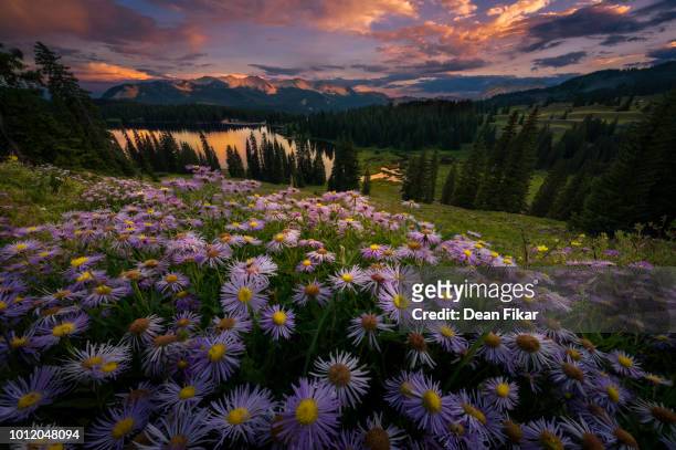 purple asters at sunset - aster stock pictures, royalty-free photos & images