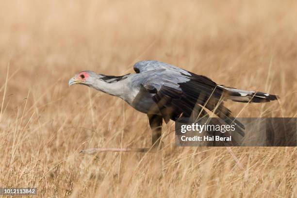 secretary bird hunting - secretary bird stock pictures, royalty-free photos & images