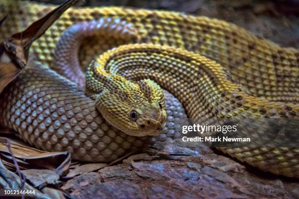 20 Foot Scrub Python Scrub Python Photos et images de collection - Getty Images