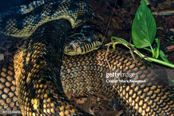 20 Foot Scrub Python Scrub Python Photos et images de collection - Getty Images