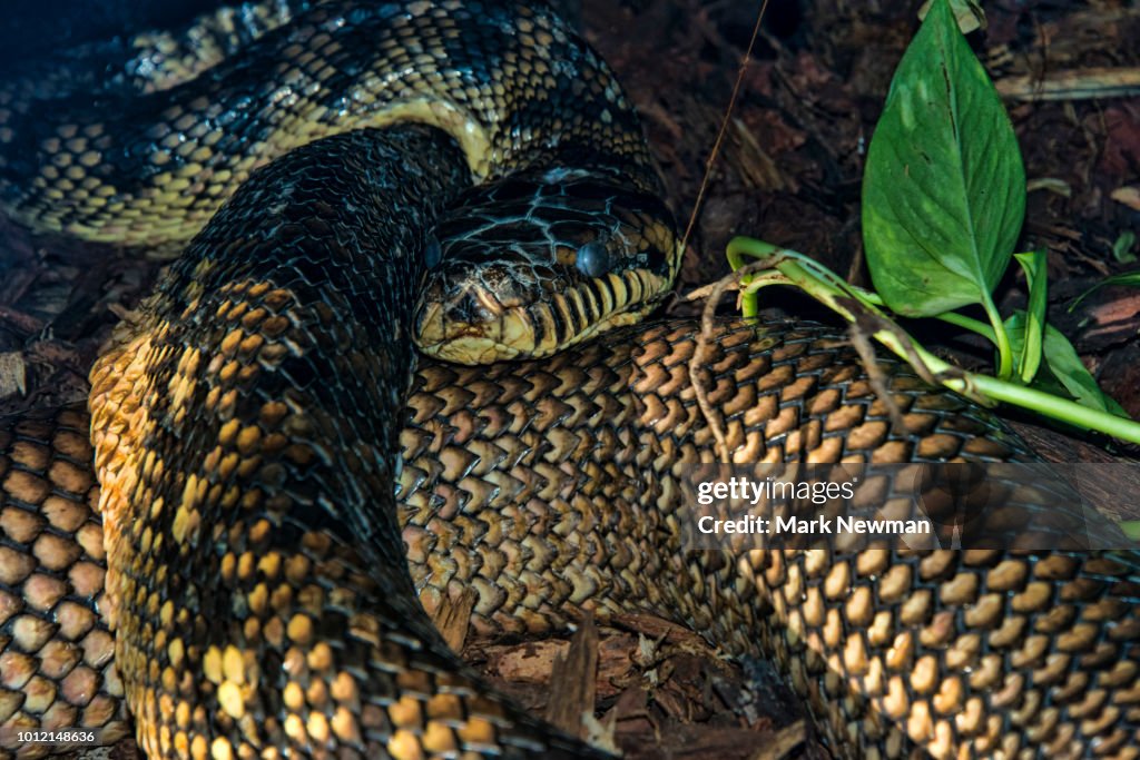Scrub Python