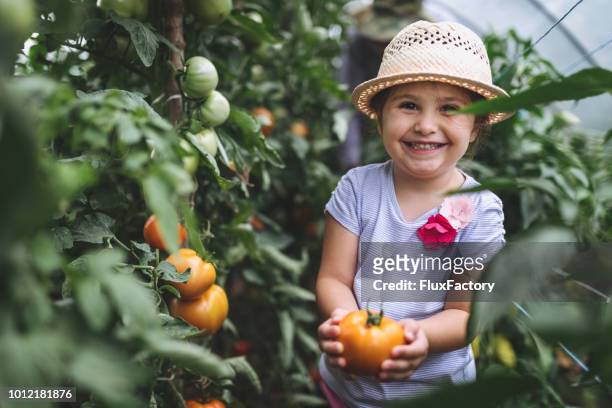 proud child holding her first grown tomato - greenhouse imagens e fotografias de stock