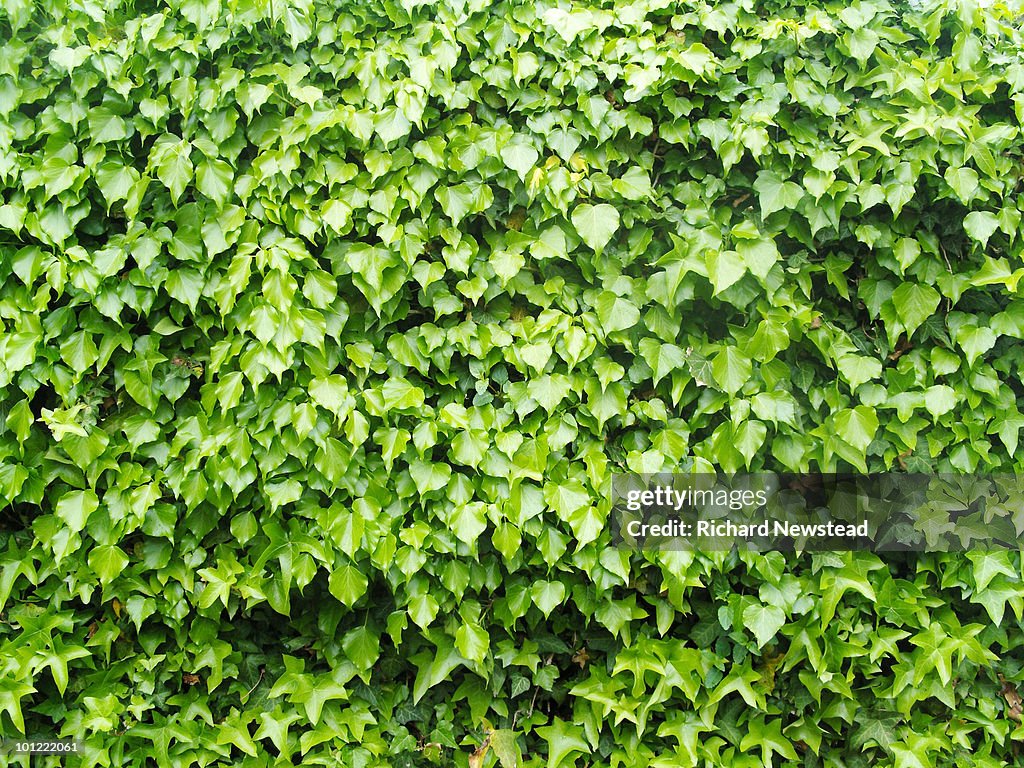 Ivy or Hedera