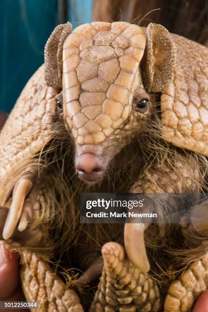 83 Armadillo Shell Stock Photos, High-Res Pictures, and Images - Getty ...