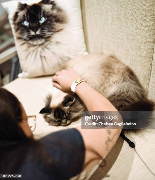 Fan pets Merlin Ragdoll in a meet and greet at CatCon Worldwide 2018 at Pasadena Convention Center on August 5, 2018 in Pasadena, California.