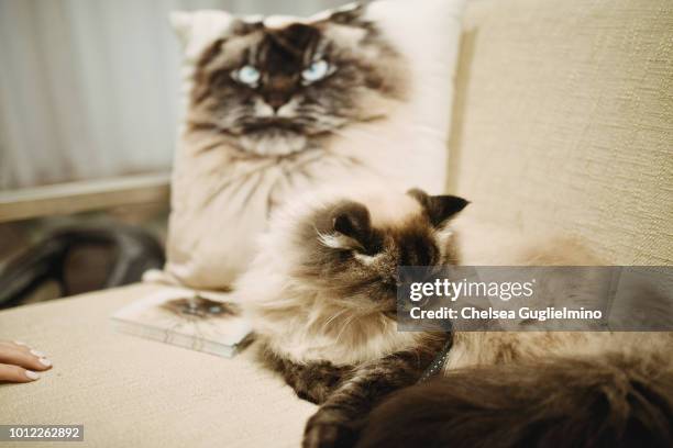 Merlin Ragdoll seen in his meet and greet at CatCon Worldwide 2018 at Pasadena Convention Center on August 5, 2018 in Pasadena, California.