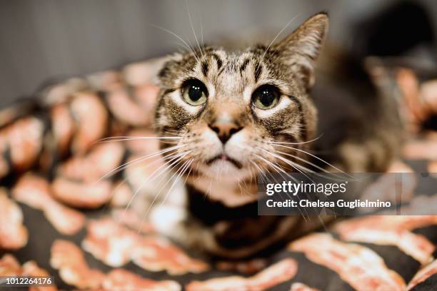 Klaus of Oskar & Klaus seen during a meet and greet at CatCon Worldwide 2018 at Pasadena Convention Center on August 5, 2018 in Pasadena, California.