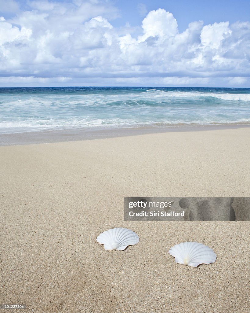A pair of seashells on the beach with ocean behind