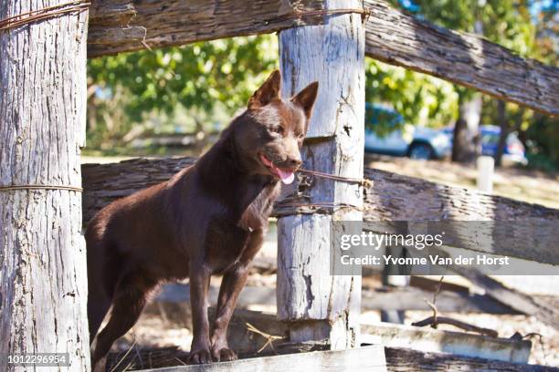 australian kelpie standing near the stock yard - オーストラリアンケルピー ストックフォトと画像