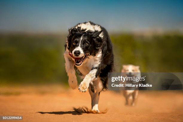 two dogs running on red sand - animal win fotografías e imágenes de stock