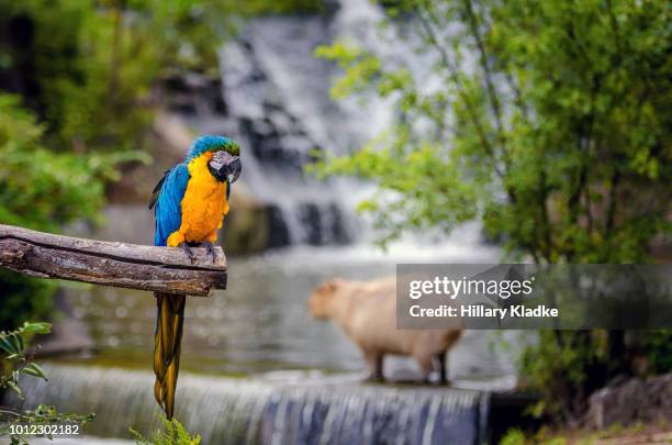 macaw and capybara - blue and yellow macaw stock pictures, royalty-free photos & images