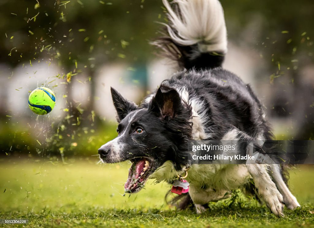 Dog running after ball in grass