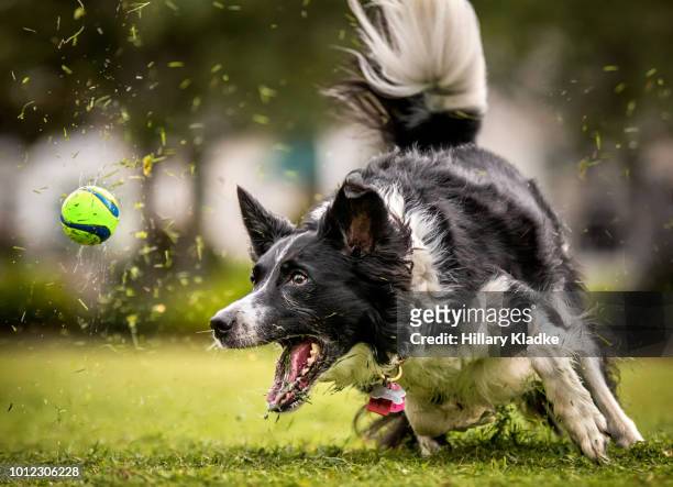 dog running after ball in grass - dogs playing bildbanksfoton och bilder