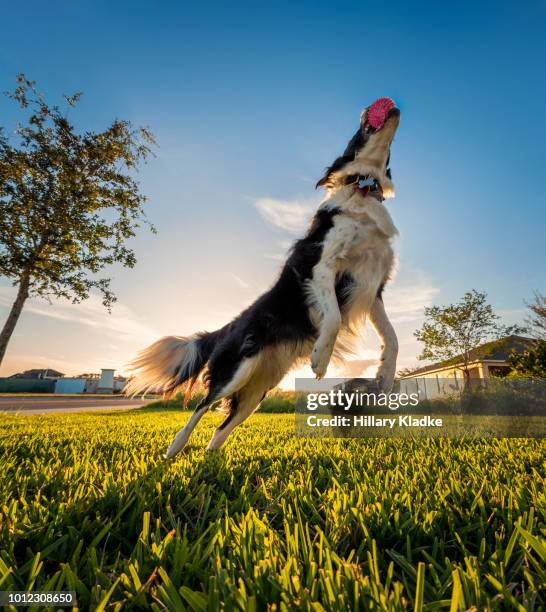 border collie leaping after ball - dog jumping stock pictures, royalty-free photos & images