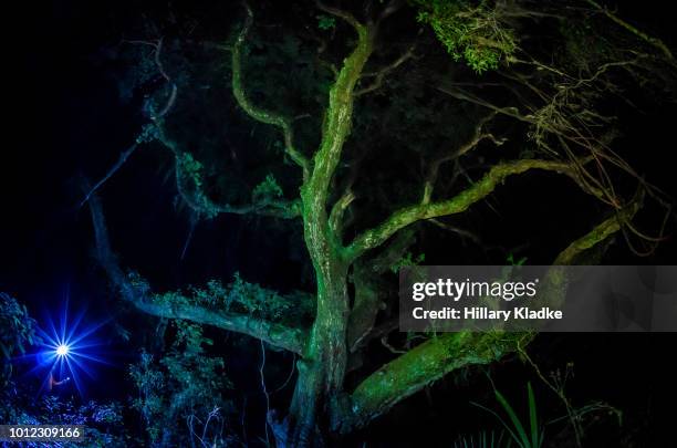 green and blue tree lit at night - gainesville florida stock pictures, royalty-free photos & images