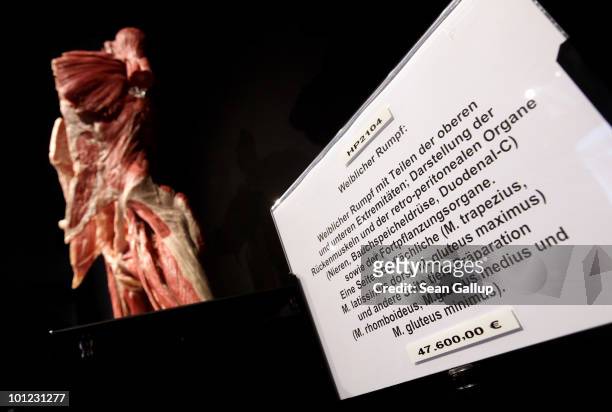 Plastinated human, female torso, which may only be purchased by institutions, stands for sale for EUR 47,600.00 at the shop of the Plastinarium on...