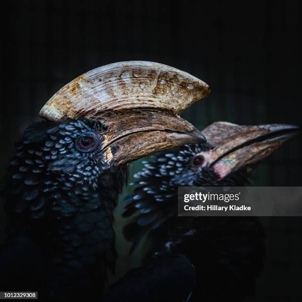 two grey-cheeked hornbills - empty bird cage stock pictures, royalty-free photos & images