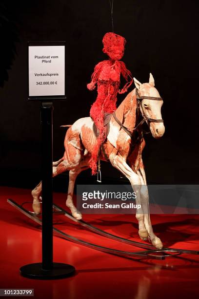 Plastinated horse and the plastinate injection of a child stand for sale for EUR 342,000.00 at the shop of the Plastinarium on May 28, 2010 in Guben,...