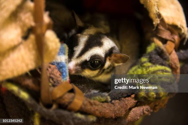 sugar glider - sugar glider stock pictures, royalty-free photos & images