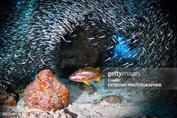 Red Snapper Gulf Photos and Premium High Res Pictures - Getty Images
