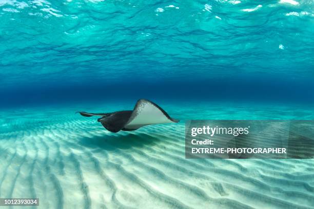 Sandrays Fish Stingray Fish Photos and Premium High Res Pictures - Getty Images