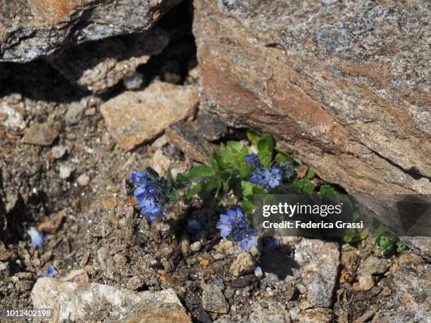 Speedwell Forrest 55 Mountain Speedwell Stock Photos, High-Res Pictures, and Images ...