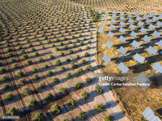 aerial view of solar power station - olive fruit stockfoto's en -beelden