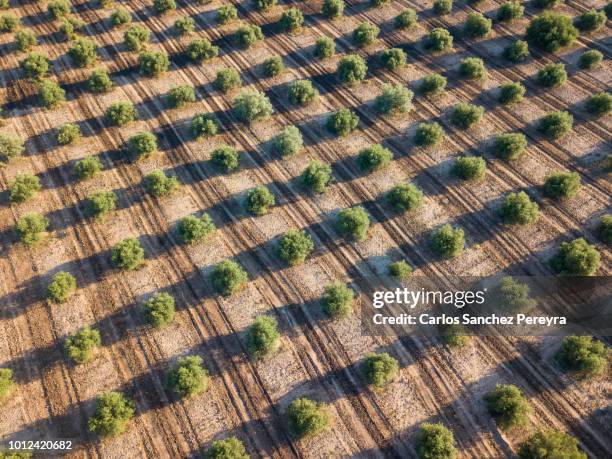 olive plantation in spain - olive tree farm stock pictures, royalty-free photos & images