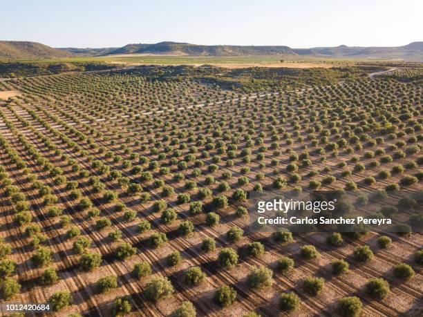 olive plantation in spain - vegetação mediterranea imagens e fotografias de stock