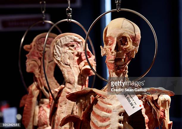 Plastinated human bodies, marked with red dots to indicate that only institutions may buy them, hang for sale for up to EUR 48,500 each at the shop...
