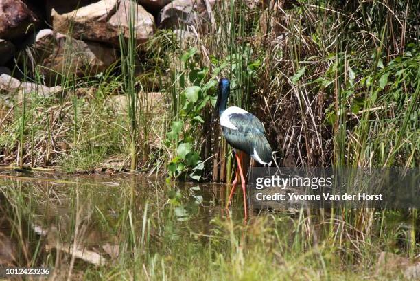jabiru (black necked stork) - billabong water stock pictures, royalty-free photos & images