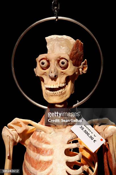 Plastinated human body, marked with a red dot to indicate that only institutions may buy it, hangs for sale for EUR 35,500 at the shop of the...