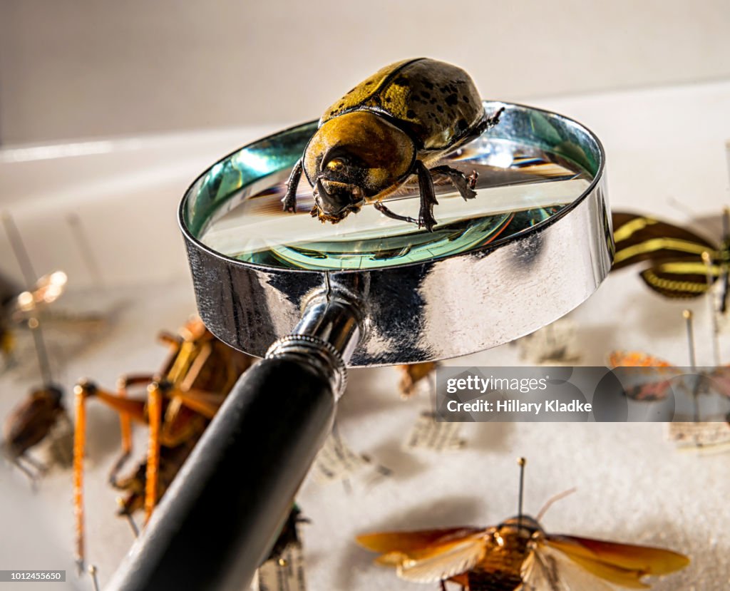 Magnifying Insects Beetle On Top Of Magnifying Glass High-Res Stock Photo - Getty Images