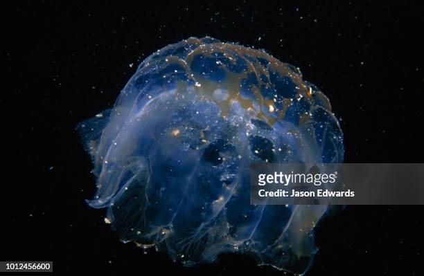 the outer skin of a lions mane jellyfish. - lions mane jellyfish - fotografias e filmes do acervo
