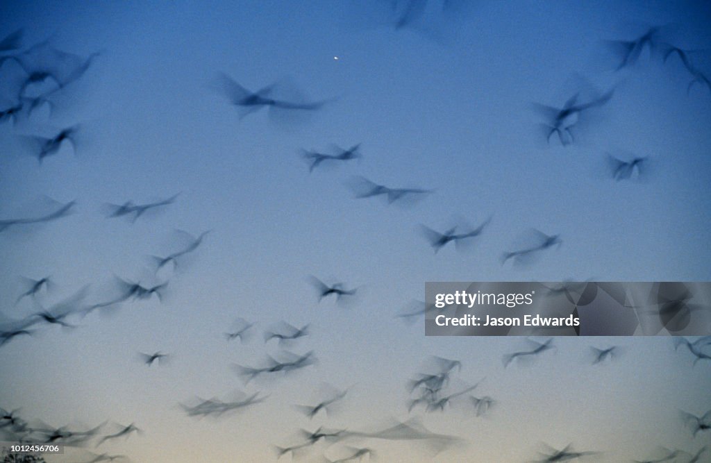 Vulnerable spectacled flying fox bats take to the sky after sunset.