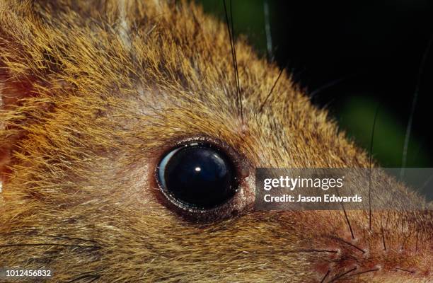 a closeup of the eye of the marsupial carnivore, the spotted quoll. - spotted quoll stock pictures, royalty-free photos & images