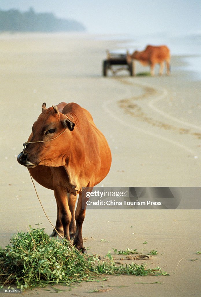 CATTLE ON THE BEACH, ZHANGJIANG