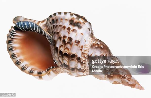 Roty Shell 2,544 Nautilus Shell Stock Photos, High-Res Pictures, and Images ...