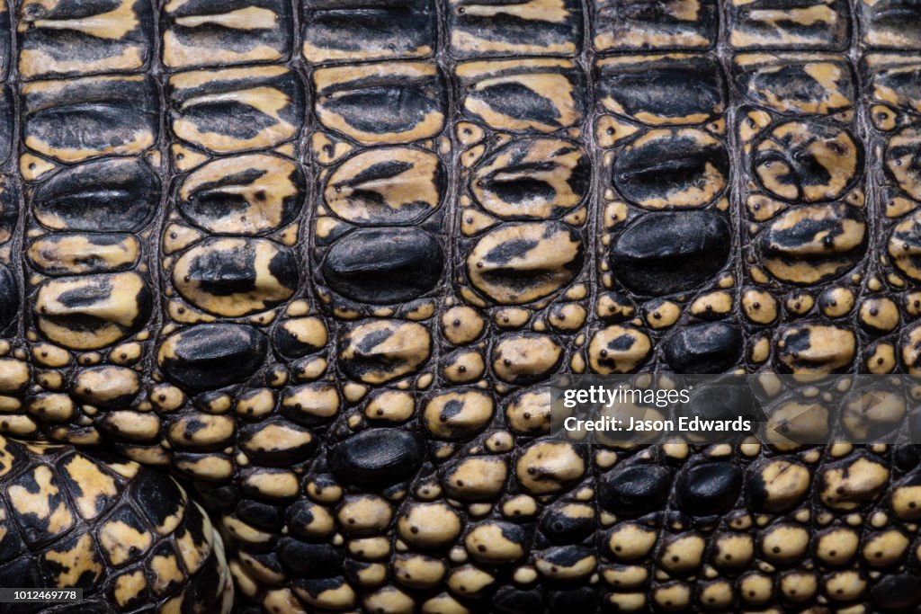 Leathery and supple scales and skin of a young Saltwater Crocodile.
