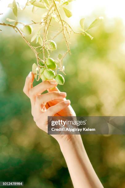 harvesting olives - green olive fruit stock pictures, royalty-free photos & images