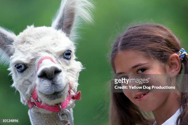 girl with alpaca - alpaka stock-fotos und bilder